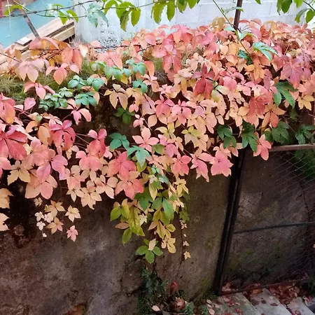 Casa Da Judiaria Velha Ap *