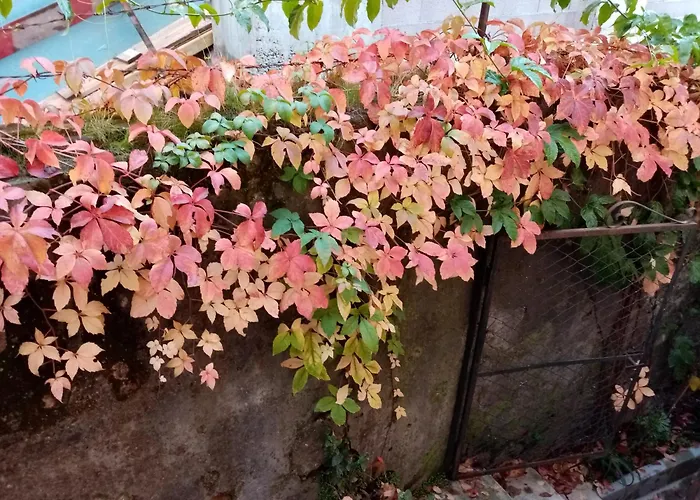 Casa Da Judiaria Velha Ap *